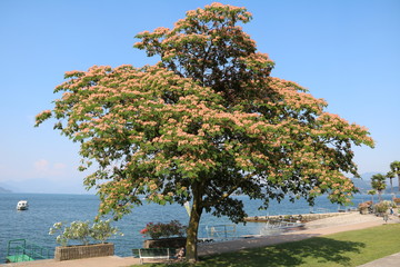 Blooming Albizia julibrissin tree in Stresa at Lake Maggiore, Italy