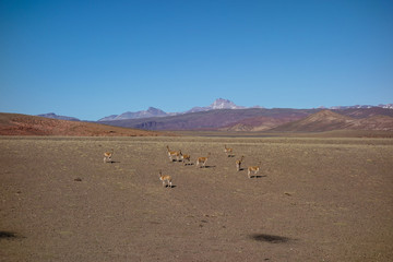 Fototapeta na wymiar A flock of vicunas in southwest Bolivia near Tupiza 