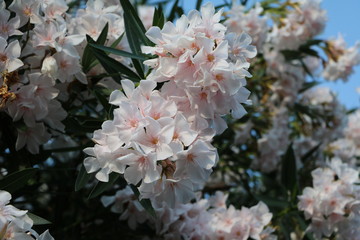 Nerium oleander in Stresa at Lake Maggiore, Italy