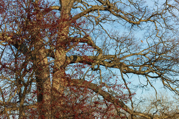  berry tree in the park