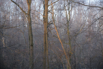 Foggy forest and bare trees in a deep forest