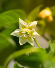 Obraz na płótnie Canvas pepper flower