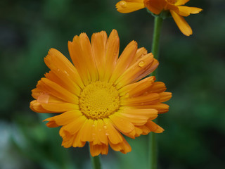 Calendula officinalis - Le souci officinal, une fleur de printemps aux capitules de couleur jaune orangé cultivé pour usage culinaire, ornemental et de décoction