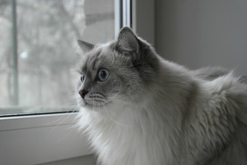 cat with blue eyes