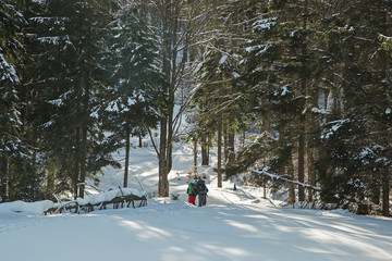 Fototapeta premium Hikers go up on snow slope in snow-covered pine forest in winter. Tourists trekking in winter forest. tourists with a backpacks in the snowy forest in winter time. Travel concept. 