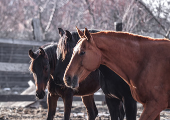 Horses are walking in the spring sun in the pen