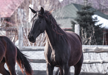 Fototapeta premium A beautiful black horse walks in the spring sunshine