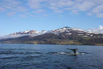 Great Humpback Whale fluke in Dalvik, Iceland