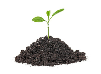 Green sprout growing out from soil isolated on a white background. Citrus plant.