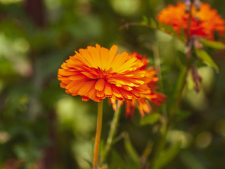 Calendula officinalis - Le souci officinal, une fleur de printemps aux capitules de couleur jaune orangé cultivé pour usage culinaire, ornemental et de décoction