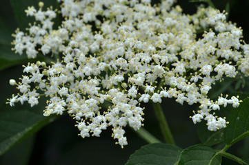 In nature, the elderberry blossoms
