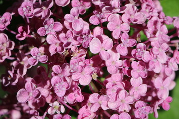 Close up of Garden Hydrangea at Lago Maggiore, Italy