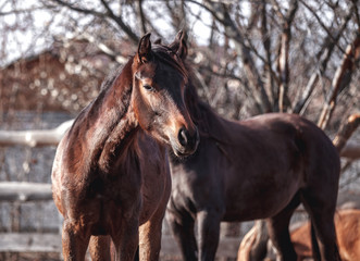 Obraz premium Beautiful young bay horse walks in the spring sun
