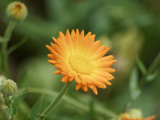Calendula officinalis - Le souci officinal, une fleur de printemps aux capitules de couleur jaune orangé cultivé pour usage culinaire, ornemental et de décoction