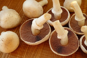 Mushroom champignon.