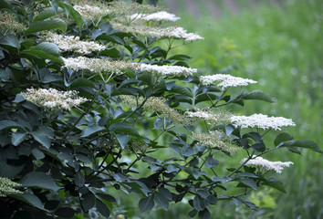 In nature, the elderberry blossoms