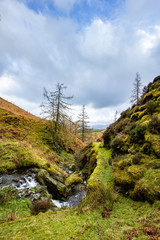 Mountain river with grass and trees