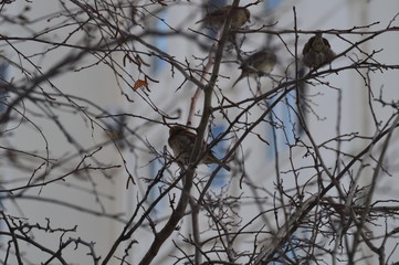 sparrows are waiting for spring