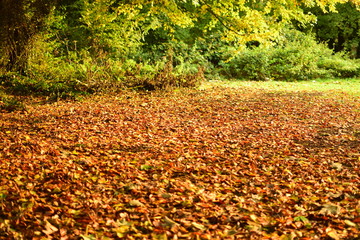 autumn leaves in the park