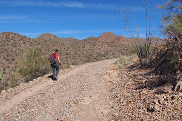Obraz premium Woman hiking the King Canyon Trail in the Tucson Mountains area of Saguaro National Park, Arizona.