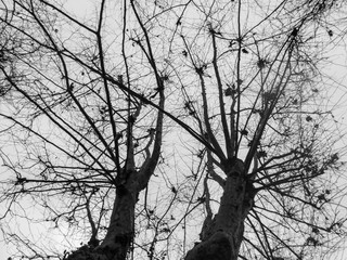 Tree silhouette on the background of the sky