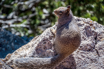 squirrel on a rock left profile