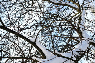 Tree branches in the winter.
