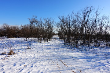 Tree branches in the winter.