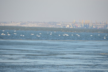 Swans at the sea.