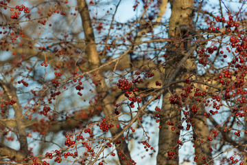 berry tree in the park