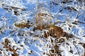 Bushes in the winter.