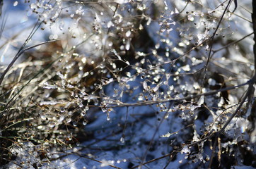 Bushes in the winter.