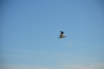Seagull.