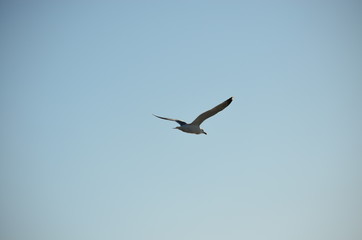 Seagull.