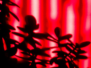 Abstract texture plant shade on the red wall