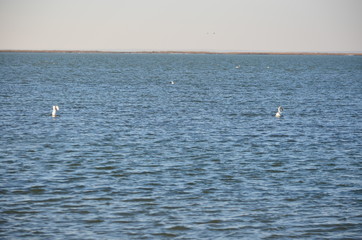 Swans at the sea.