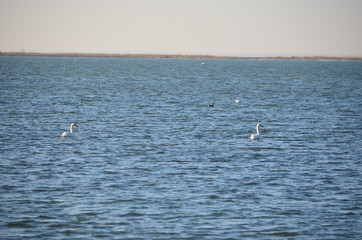 Swans at the sea.