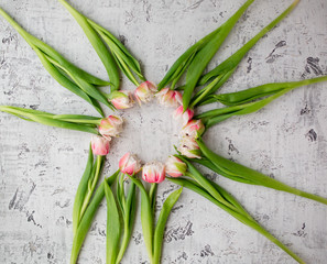 tulips on the background