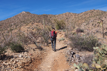 Obraz premium Woman hiking the King Canyon Trail in the Tucson Mountains area of Saguaro National Park, Arizona.