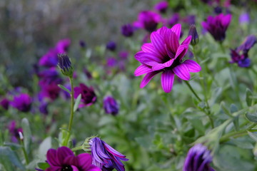 Fototapeta premium purple power