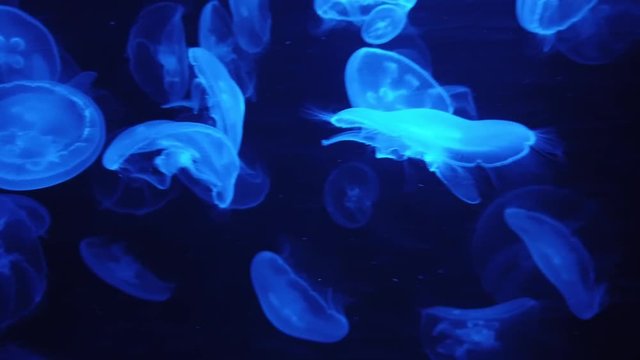 Colorful Jellyfish underwater. Violent, Blue, Green color. Aquarium. Ocean park