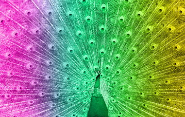 Obraz premium Close up of beautiful male peacock showing up his feathers, toned in blue, selective focus