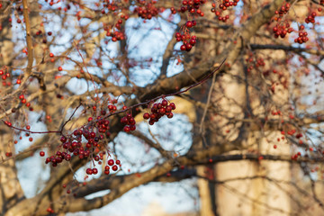 berry tree in the park