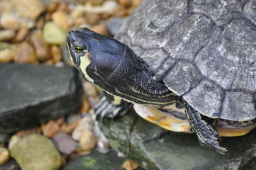 Close Up Turtle