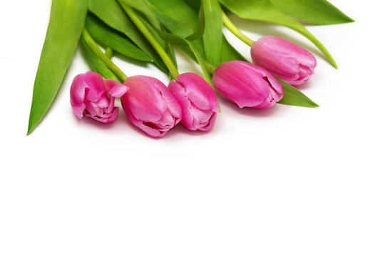 pink spring tulip flowers lying on white background with empty place under the picture