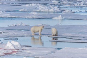 Obraz na płótnie Canvas Two wild polar bears going on the pack ice north of Spitsbergen Island, Svalbard