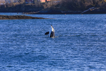 Orca - Killer whale
