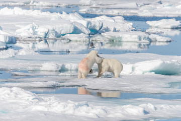 Two young wild polar bear cubs playing on pack ice in Arctic sea, north of Svalbard