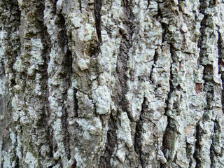  Pine tree bark background texture