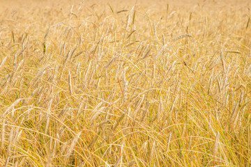 field of wheat ripe wheat ears